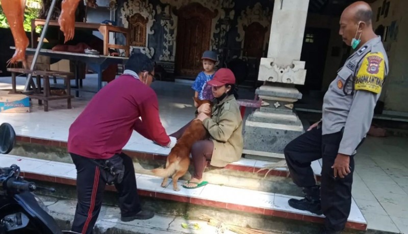 49 HPR di Desa Gadungan Selemadeg Timur Divaksin Rabies